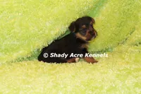 Budges----AKC registerable, a male Yorkshire Terrier for sale in Macon, GA – 6 of 10