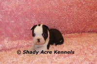 Inaja-with Haggerty Spot, a female Boston Terrier for sale in Macon, GA – 10 of 10