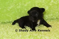 Willis, a male Shihpoo for sale in Macon, GA – 5 of 5