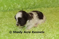 RobinHood, a male Havamalt for sale in Macon, GA – 7 of 7