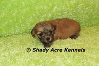 Gironimo, a male Mal Shi for sale in Macon, GA – 4 of 7