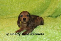 Long Coat Dapple Yamaha, a male Miniature Dachshund for sale in Macon, GA – 3 of 10