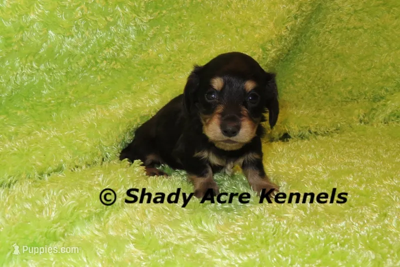 Long Coat Lochlan – Miniature Dachshund puppy for sale in Macon, GA