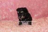 Maddie (AKC registerable), a female Havanese for sale in Macon, GA – 3 of 5