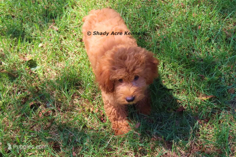 F1b Mini--No Shed-not all are non shed – Miniature Goldendoodle puppy for sale in Macon, GA