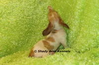 Yang, a male Miniature Dachshund for sale in Macon, GA – 2 of 9