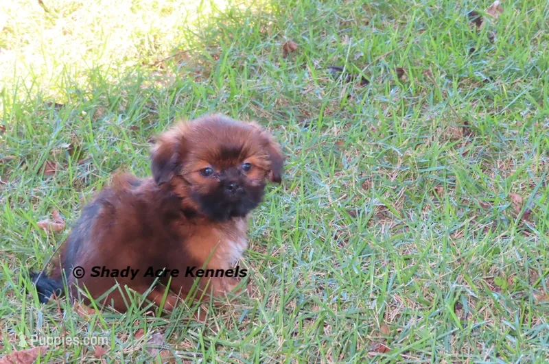 Kinsley – Shih Tzu puppy for sale in Macon, GA