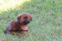 Kinsley--Parent pics too, a female Shih Tzu for sale in Macon, GA – 3 of 9