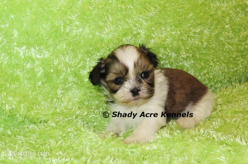 Kile – Shih Tzu puppy for sale in Macon, GA