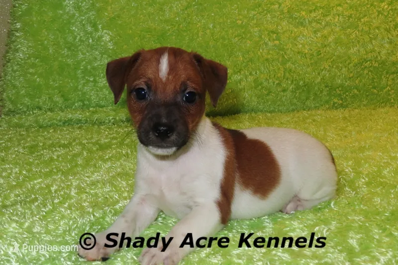 Smooth Shorty Cheff – Jack Russell Terrier puppy for sale in Macon, GA