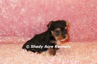 Buffi---AKC registerable, a female Yorkshire Terrier for sale in Macon, GA – 10 of 10