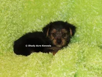 AKC Budges, a male Yorkshire Terrier for sale in Macon, GA – 5 of 8