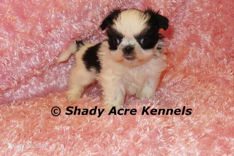 Pimela – Shih Tzu puppy for sale in Macon, GA