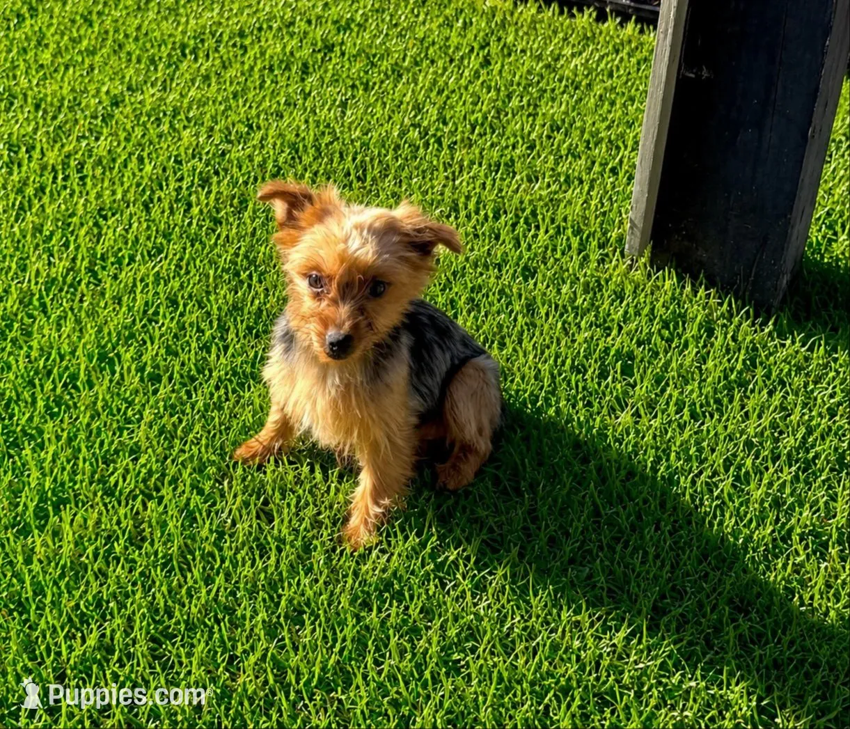 Bloxie-Parent pics too--average 4lb, a female Yorkshire Terrier for sale in Macon, GA – 9 of 10