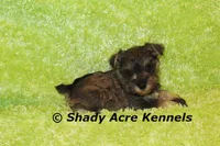 Esdras--smaller than average, a male Miniature Schnauzer for sale in Macon, GA – 7 of 10