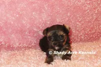 Bugundy--AKC registerable, a female Yorkshire Terrier for sale in Macon, GA – 2 of 6