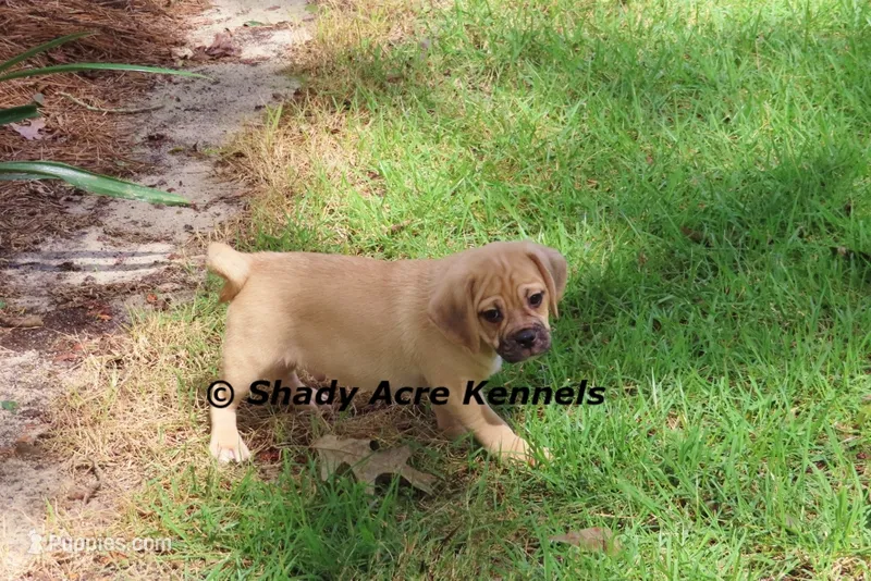 Bebby – Puggle puppy for sale in Macon, GA