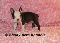 Duchess with Haggerty Spot, a female Boston Terrier for sale in Macon, GA – 5 of 6
