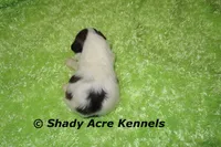 Macaroni, a male Shichon for sale in Macon, GA – 7 of 7