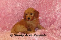 F1b MINI Lathy--average weight 30lbs, a female Miniature Goldendoodle for sale in Macon, GA – 2 of 10