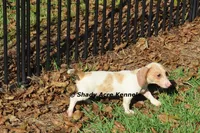 Yang-Parent pics too, a male Miniature Dachshund for sale in Macon, GA – 6 of 10