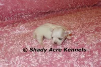 Disco, a female Mal Shi for sale in Macon, GA – 6 of 9