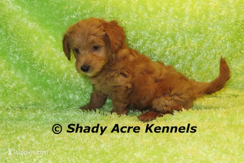 F1b MINI Laroy--average weight 30lbs – Miniature Goldendoodle puppy for sale in Macon, GA