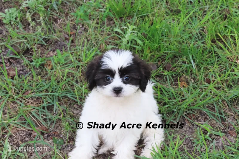 Madam – Shichon puppy for sale in Macon, GA