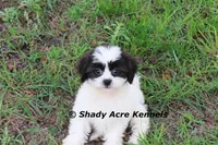 Madam, a female Shichon for sale in Macon, GA – 2 of 8