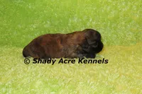 Gindhi, a male Mal Shi for sale in Macon, GA – 2 of 7
