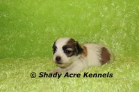 Girrett, a male Mal Shi for sale in Macon, GA – 2 of 7