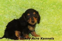 Long Coat Loddy, a female Miniature Dachshund for sale in Macon, GA – 5 of 7
