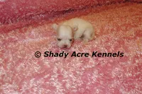 Disco, a female Mal Shi for sale in Macon, GA – 8 of 9
