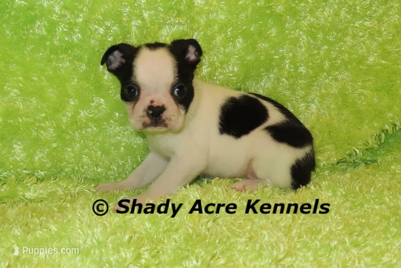 Indy--Splash with a Haggerty Spot – Boston Terrier puppy for sale in Macon, GA