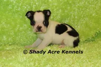 Indy--Splash with a Haggerty Spot, a male Boston Terrier for sale in Macon, GA – 2 of 10