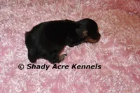 Lodybug, a female Miniature Dachshund for sale in Macon, GA – 5 of 5