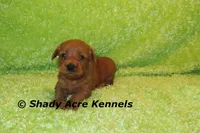 F1b MINI Lazy--average weight 30lbs, a male Miniature Goldendoodle for sale in Macon, GA – 2 of 10