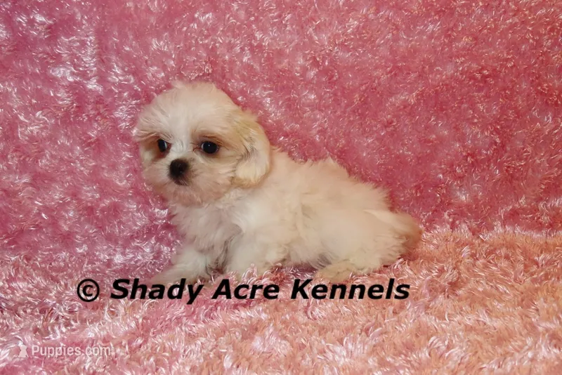 Dianna-mature weight 5-7 lb – Mal Shi puppy for sale in Macon, GA