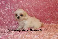 Dianna-mature weight 5-7 lb, a female Mal Shi for sale in Macon, GA – 1 of 7