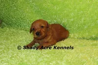 F1b MINI Lazy--average weight 30lbs, a male Miniature Goldendoodle for sale in Macon, GA – 4 of 10