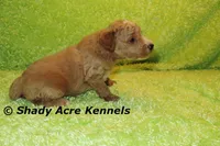 F1b MINI Landon--average weight 30lbs, a male Miniature Goldendoodle for sale in Macon, GA – 4 of 9