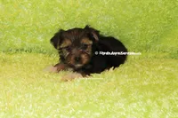 AKC Buckaroo, a male Yorkshire Terrier for sale in Macon, GA – 5 of 8