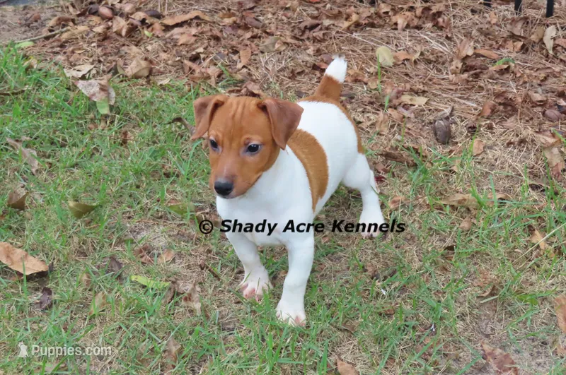 Smooth Shorty Chetan – Jack Russell Terrier puppy for sale in Macon, GA