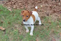 Smooth Shorty Chetan, a male Jack Russell Terrier for sale in Macon, GA – 6 of 10