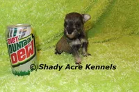 Esdras, a male Miniature Schnauzer for sale in Macon, GA – 7 of 7