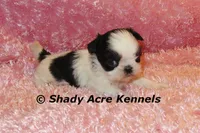 Pimela, a female Shih Tzu for sale in Macon, GA – 4 of 8