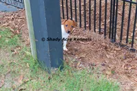 Smooth Shorty Chetan, a male Jack Russell Terrier for sale in Macon, GA – 10 of 10