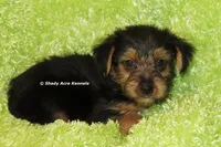 AKC Budges, a male Yorkshire Terrier for sale in Macon, GA – 3 of 8