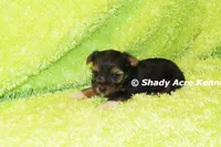 Buckaroo-AKC registration available, a male Yorkshire Terrier for sale in Macon, GA – 7 of 8