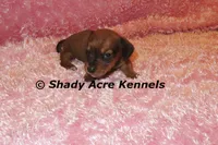 Bustine, a female Miniature Dachshund for sale in Macon, GA – 5 of 7
